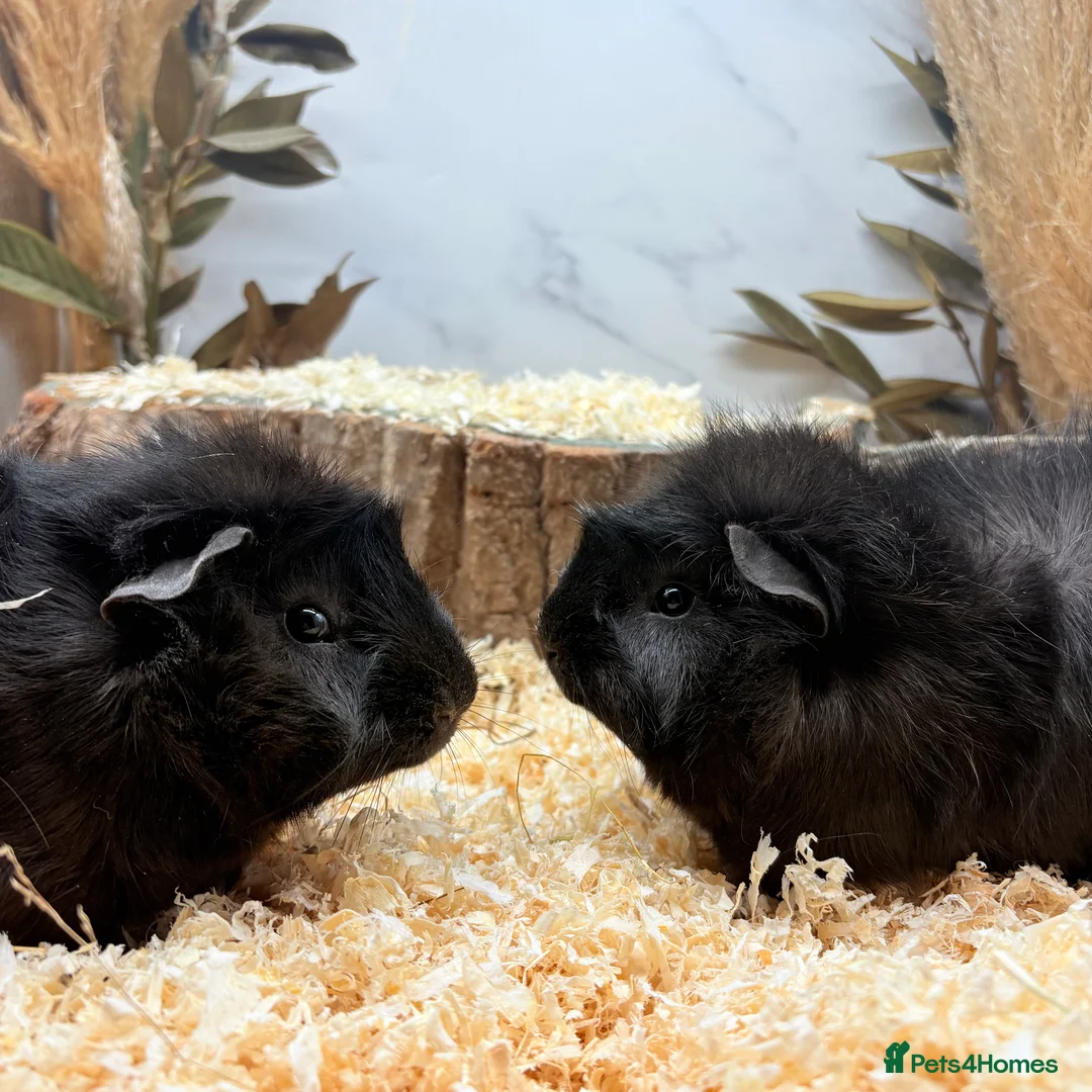 Guinea Pig rodents for sale: Multiple Baby Boy Guinea Pigs for sale  - Advert 17