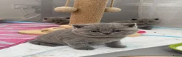 British Shorthair cats for sale: TICA registered champion bloodline BSH kittens - Advert 6