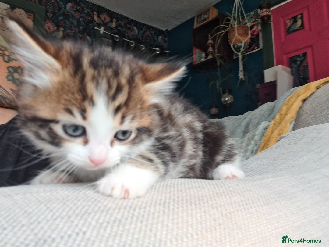 Maine Coon cats for sale: Maine Coon X kittens  - Image 5