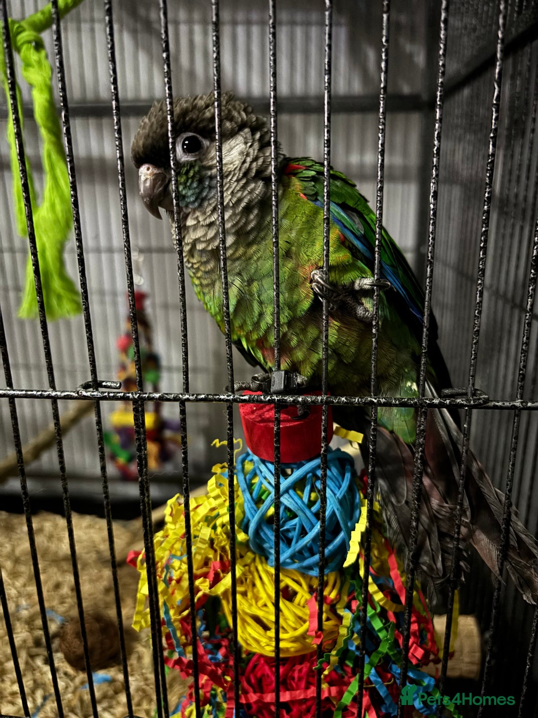 Conures birds for sale: Tame Pearly Conure Parrot - Advert 5