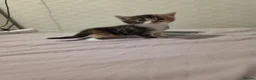 Mixed Breed cats for sale: 3 x beautifull kittens for sale - Advert 8