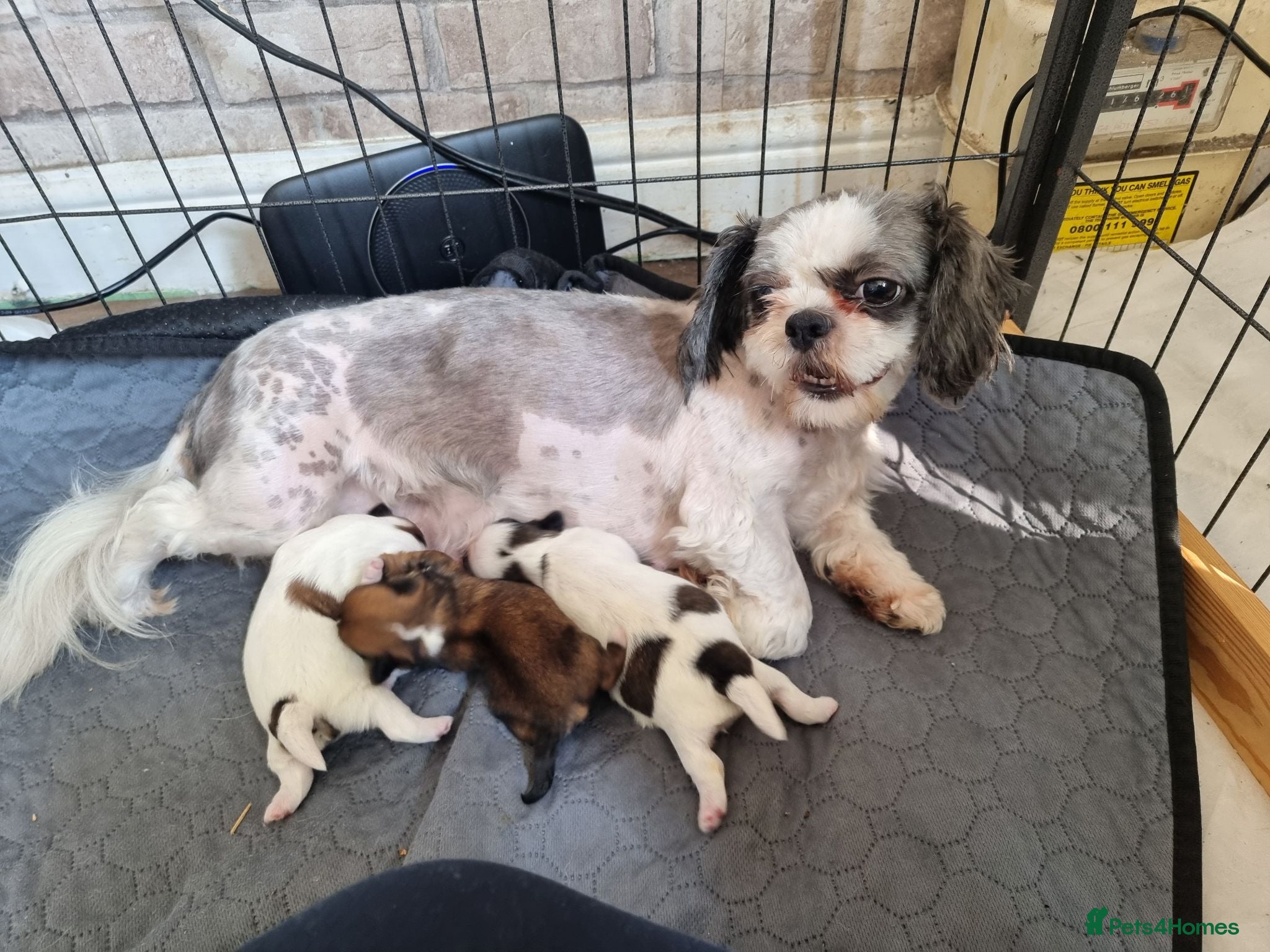 Shih Tzu dogs Shih tzu puppies  - Advert 7