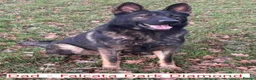 German Shepherd dogs for sale: Short haired German Shepherd Puppies in Mansfield - Advert 2