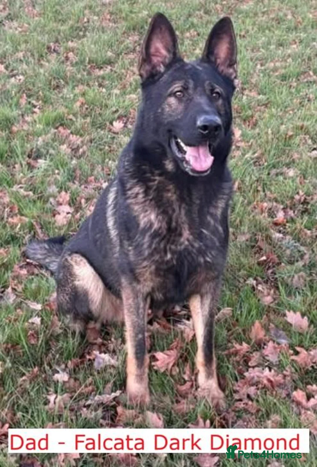 German Shepherd dogs for sale: Short haired German Shepherd Puppies in Mansfield - Advert 2