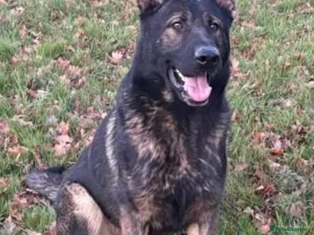 German Shepherd dogs for sale: Short haired German Shepherd Puppies - Advert 2
