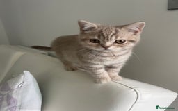 British Shorthair cats for sale: 4 Adorable Kittens are looking for new homes  - Image 3