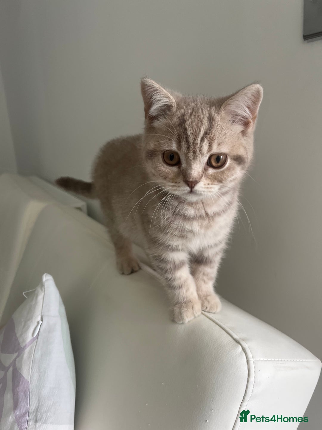 British Shorthair cats for sale: 4 Adorable Kittens are looking for new homes  - Image 3
