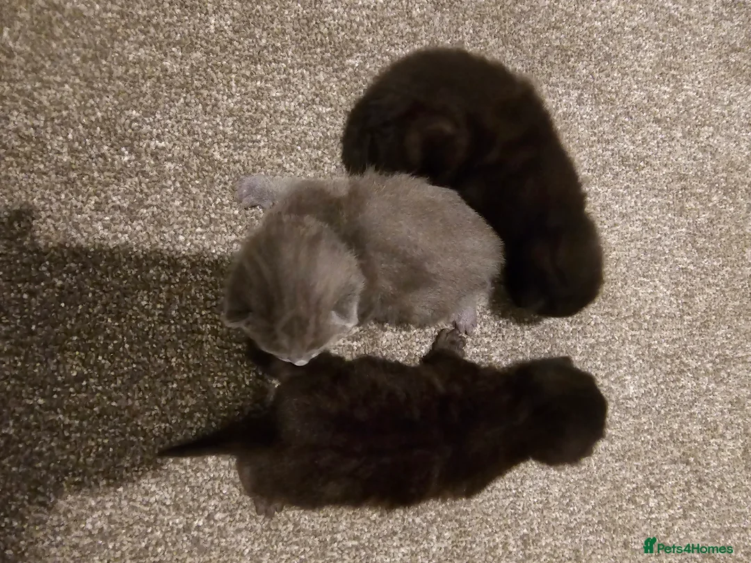 Mixed Breed cats for sale: 3 beautiful tabby kittens  - Advert 2