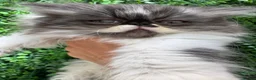Exotic cats for sale: Exotic Persian kittens - Advert 8
