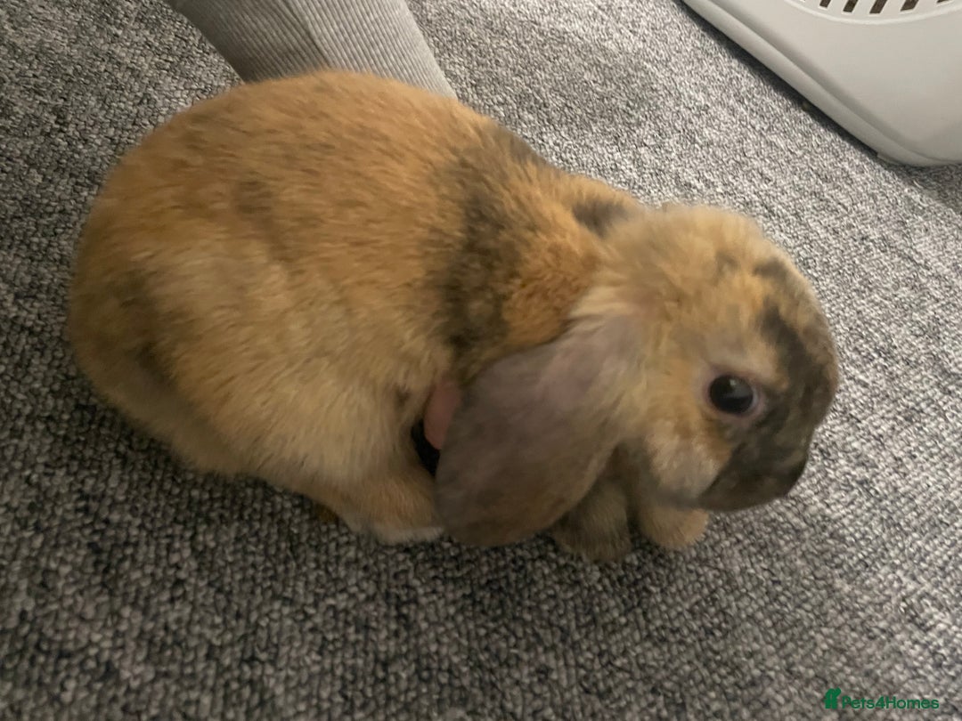 Dwarf Lop rabbits for sale: 2 x Male Dwarf Lop for sale - 12 weeks old  - Advert 1