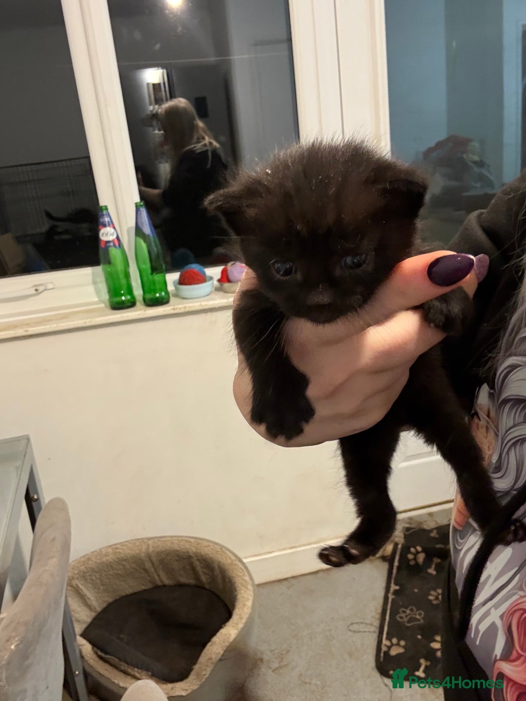 Mixed Breed cats for sale: 3 kittens for sale  - Advert 3