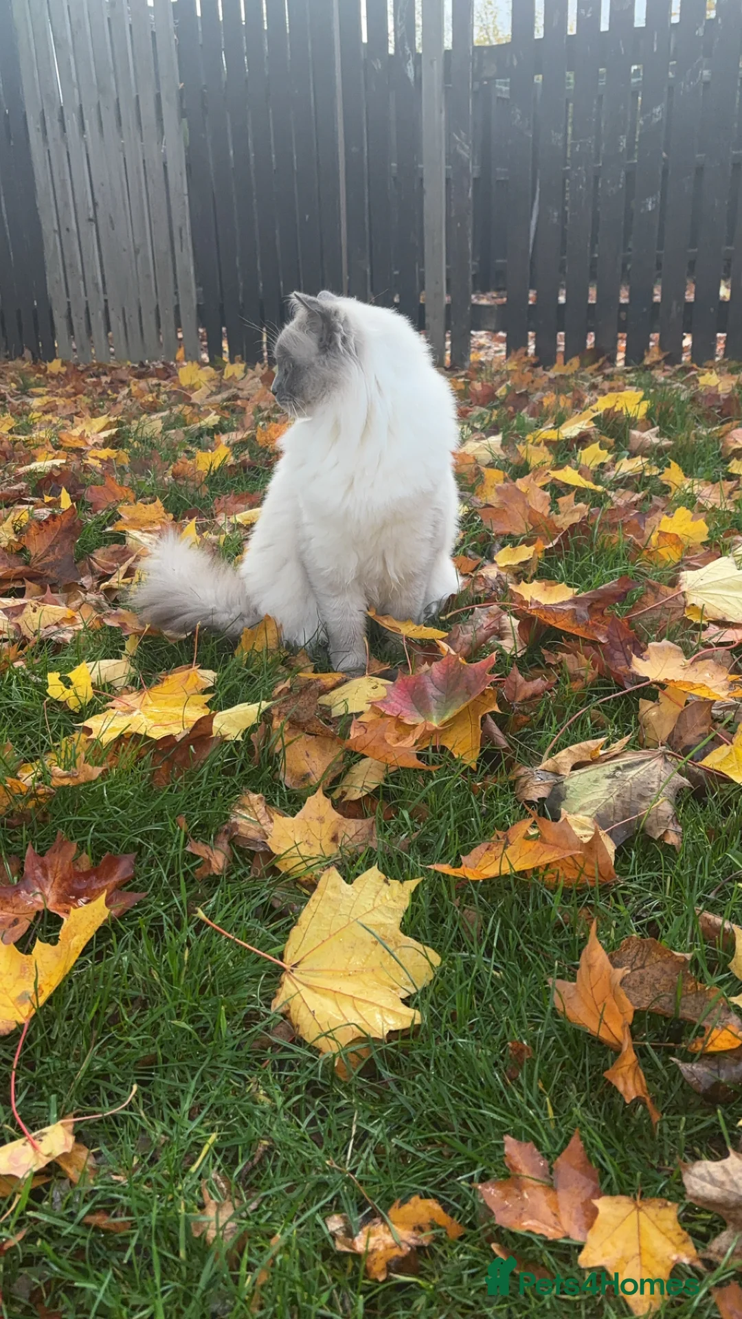 Ragdoll cats for stud: Koda- - Advert 5