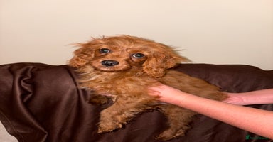 Cavapoo dogs in Dudley - Advert 7