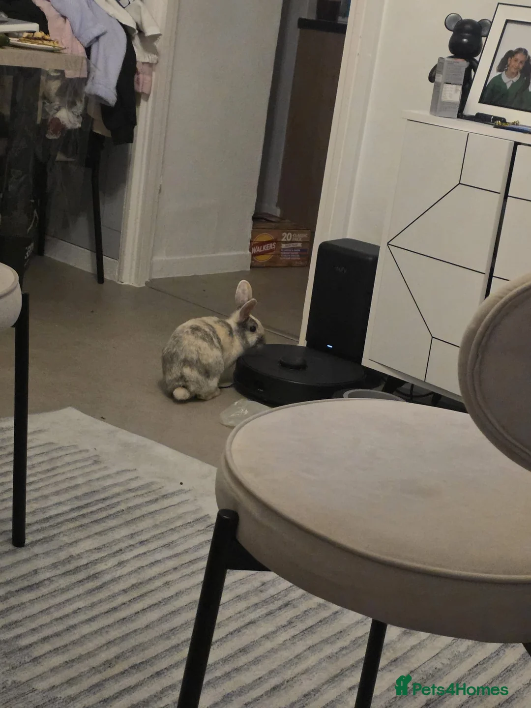 English rabbits for sale: 2 female bunny's  - Advert 2