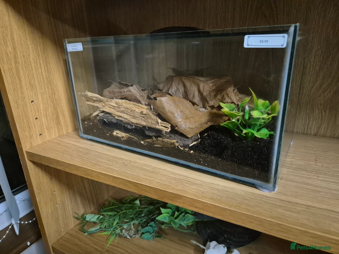 Praying Mantis invertebrates for sale: Various inverts mantis millipedes scorpions - Advert 1