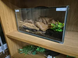 Praying Mantis invertebrates Various inverts mantis millipedes scorpions - Advert 5