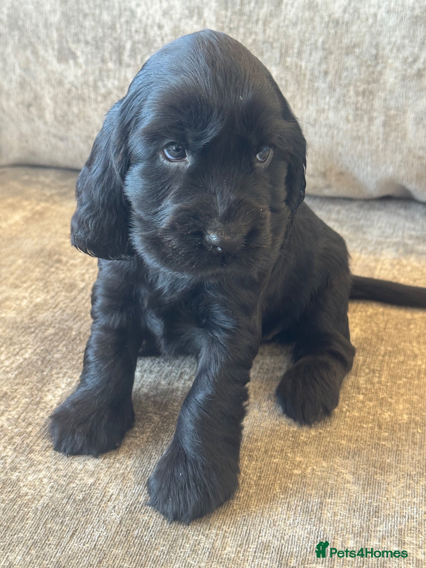 Cocker Spaniel dogs ❤️TRUE SHOW TYPE DNA TESTED CLEAR PARENTS KC REG❤️ - Advert 6