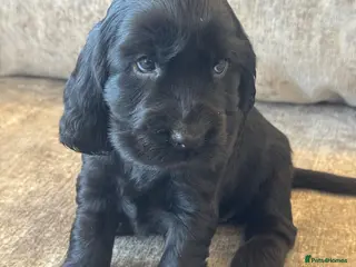 Cocker Spaniel dogs ❤️TRUE SHOW TYPE DNA TESTED CLEAR PARENTS KC REG❤️ - Advert 6