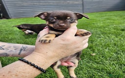 Chihuahua dogs for sale: 4 stunning chocolate and tan chihuahua puppys. - Image 4