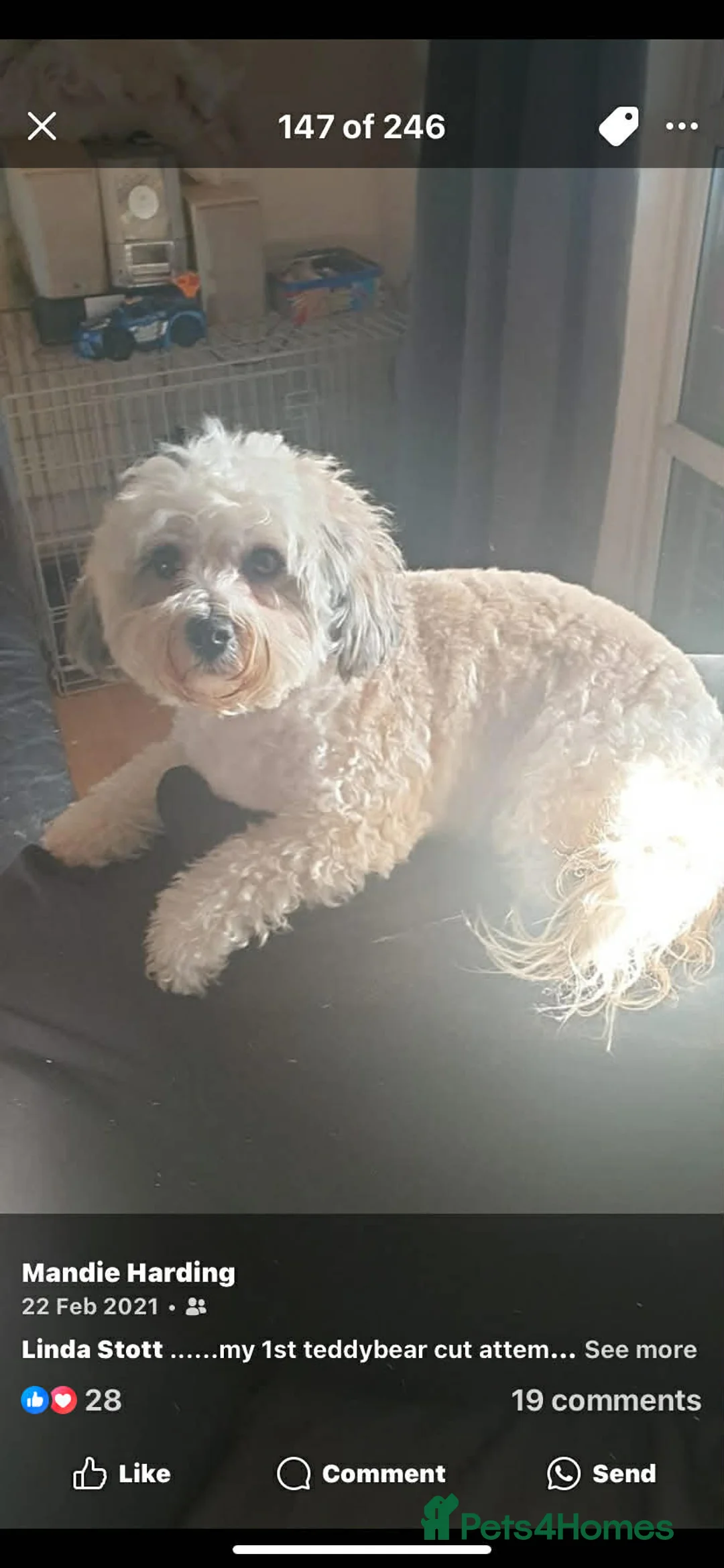 Coton De Tulear dogs for sale: Coton de tulear 14 years lively pup  in Birkenhead - Advert 2