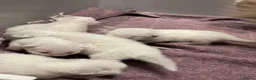 Ragdoll cats for sale: Ragdoll kittens GCCF - Advert 11
