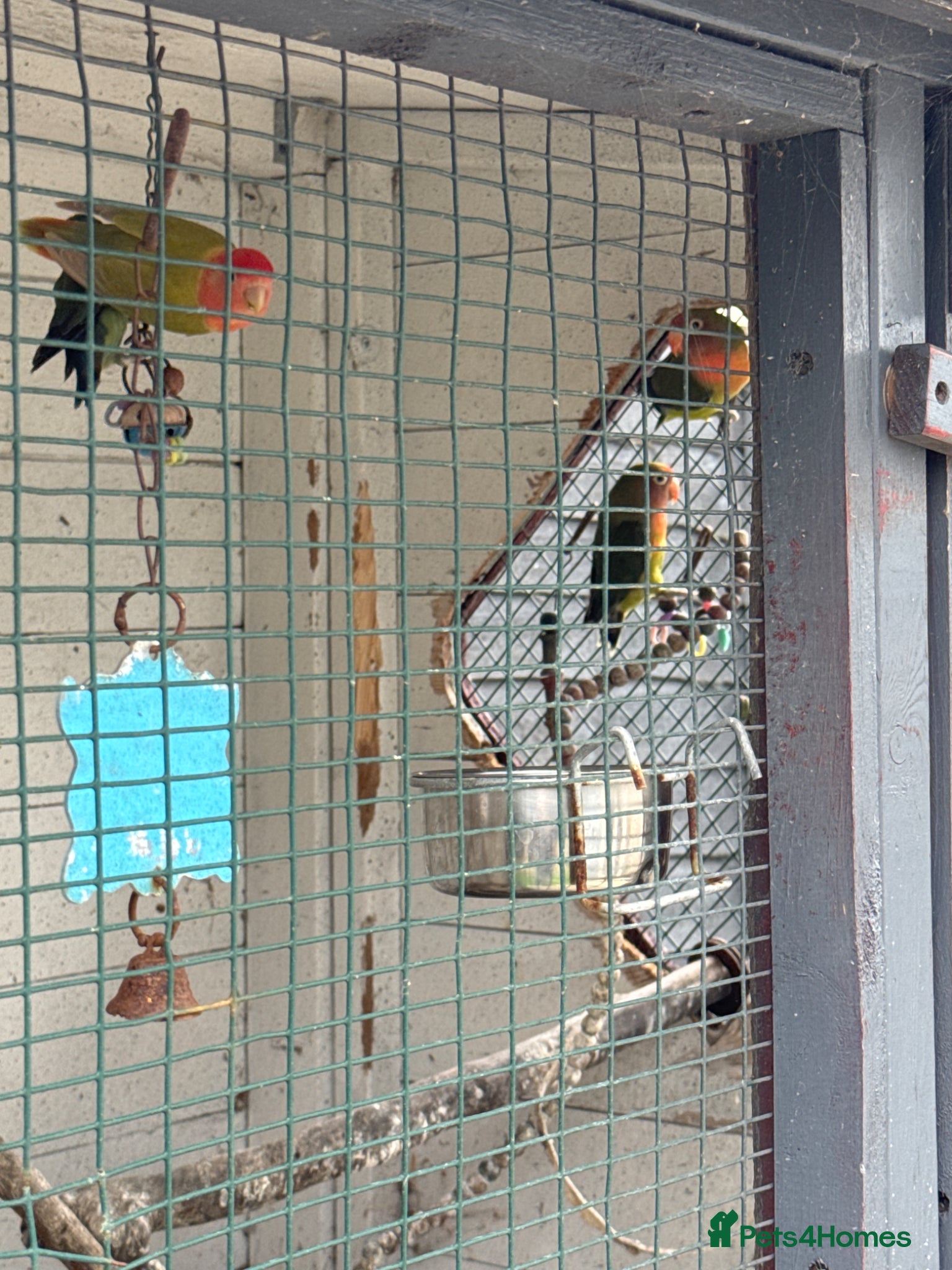 Lovebirds birds Beautiful 4 lovebirds including breeding pair  - Advert 1