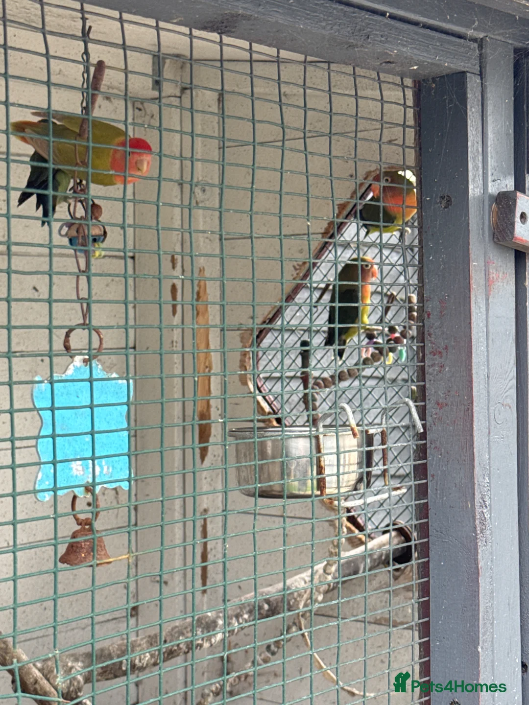 Lovebirds birds for sale: Beautiful 4 lovebirds including breeding pair  in Bristol - Advert 1