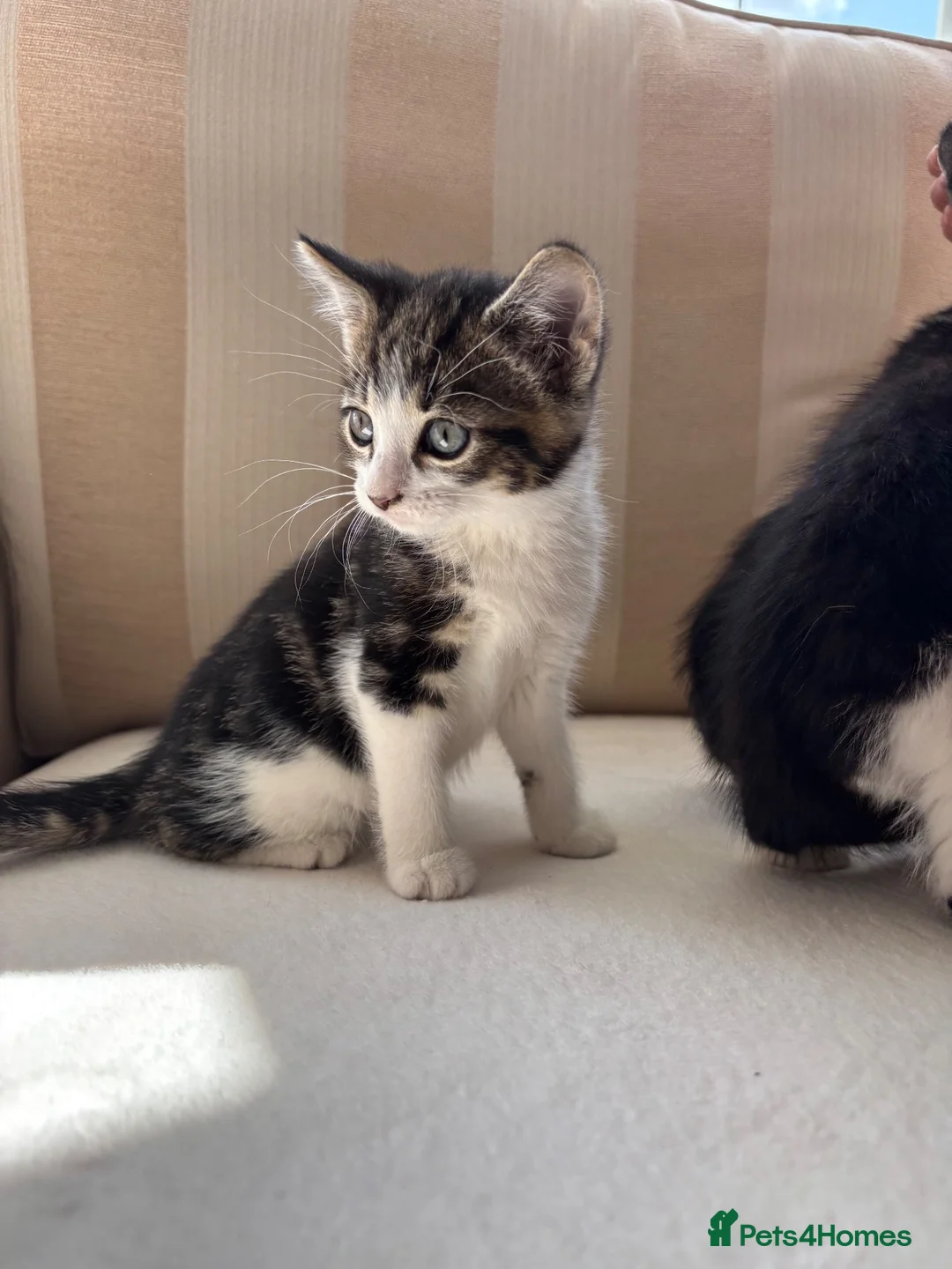 Mixed Breed cats for sale: 5 Beautiful Kittens Ready For their forever homes - Advert 6