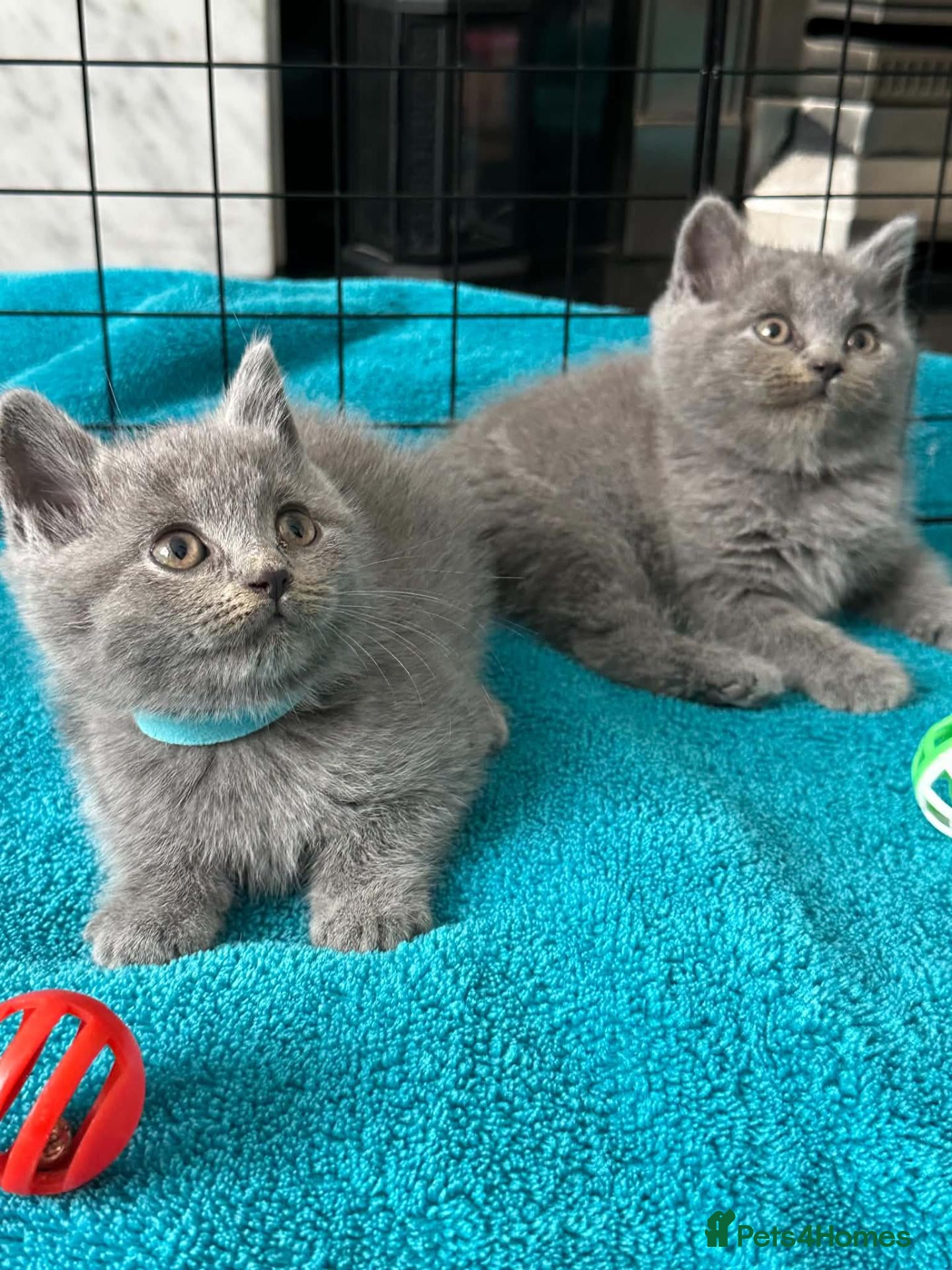 British Shorthair cats Beautiful British Shorthair 1 Boy and 1 Girl - Advert 2