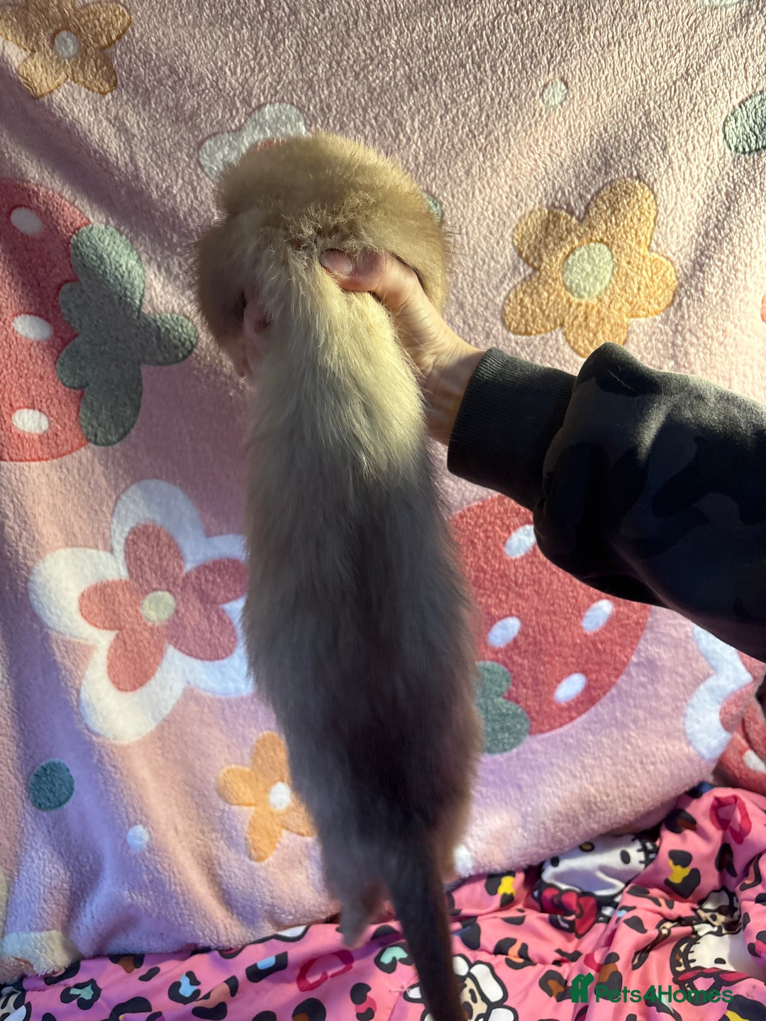 Ferret rodents for sale: Various ferret kits for sale - Advert 5