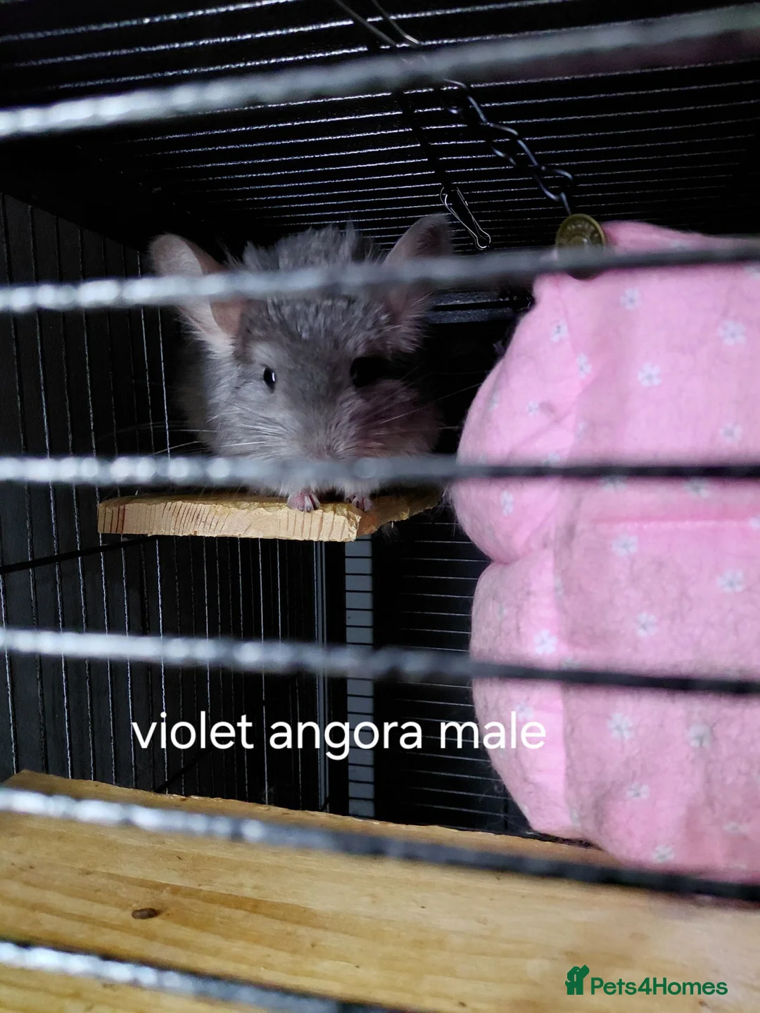 Chinchilla rodents for sale: Various chins for sale  - Advert 2