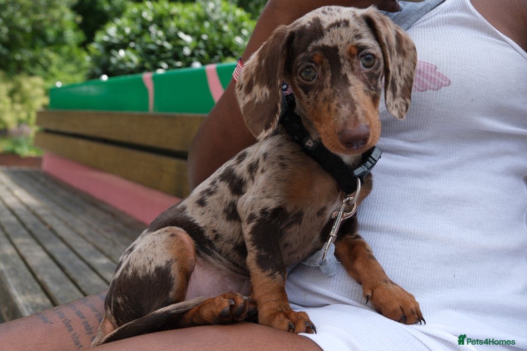 Miniature Dachshund dogs for sale: Cookie the Mini Dachshund  - Image 3
