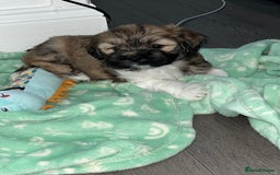 Lhasa Apso dogs for sale: 3 fluffy puppies  - Image 3