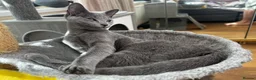 Russian Blue cats for sale: Lats one! Beautiful Russian Blue female kitten  - Advert 6