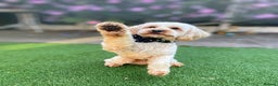 Cavapoo dogs for sale: Beautiful F1b cavapoo puppies health tested - Advert 6