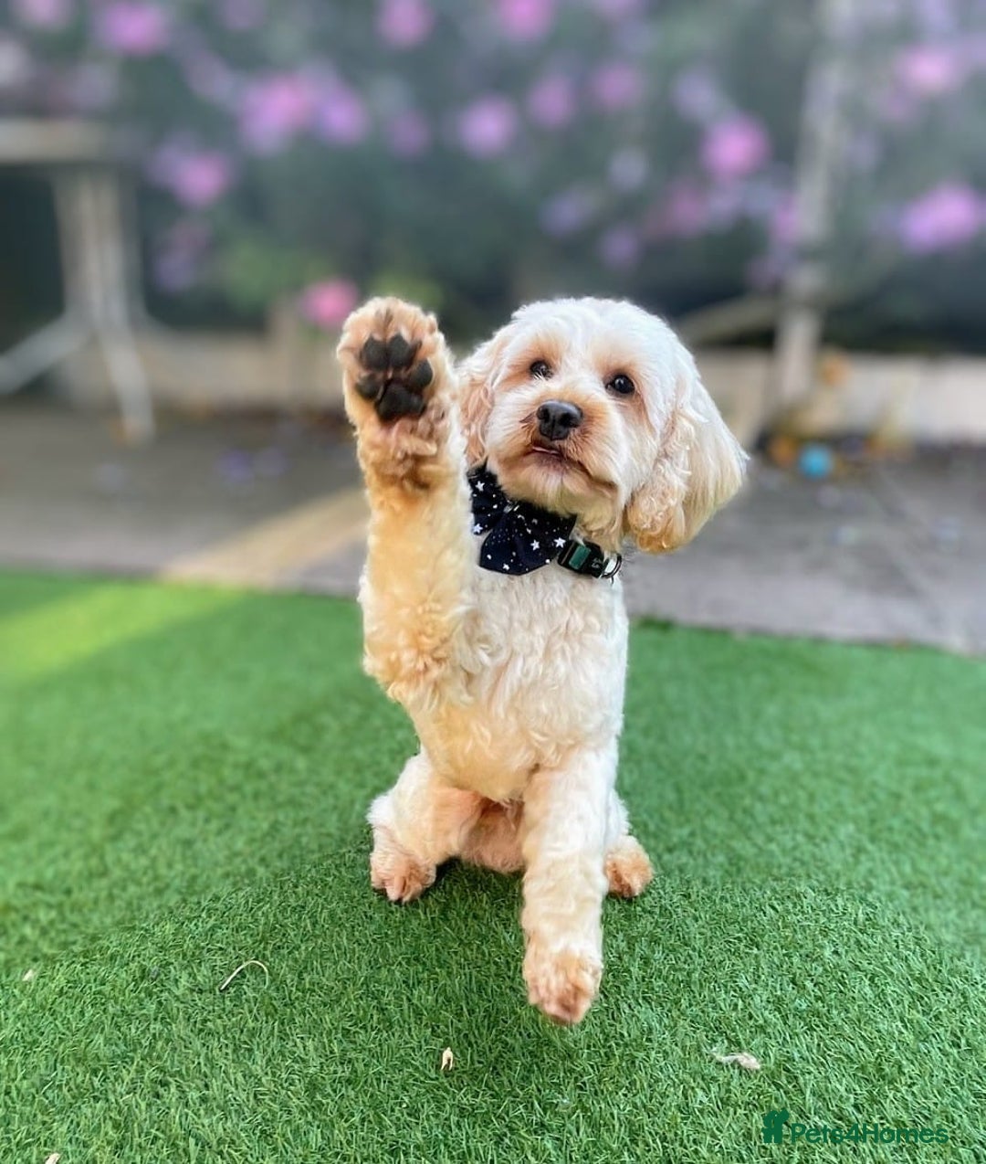 Cavapoo dogs for sale: Beautiful F1b cavapoo puppies health tested - Advert 6
