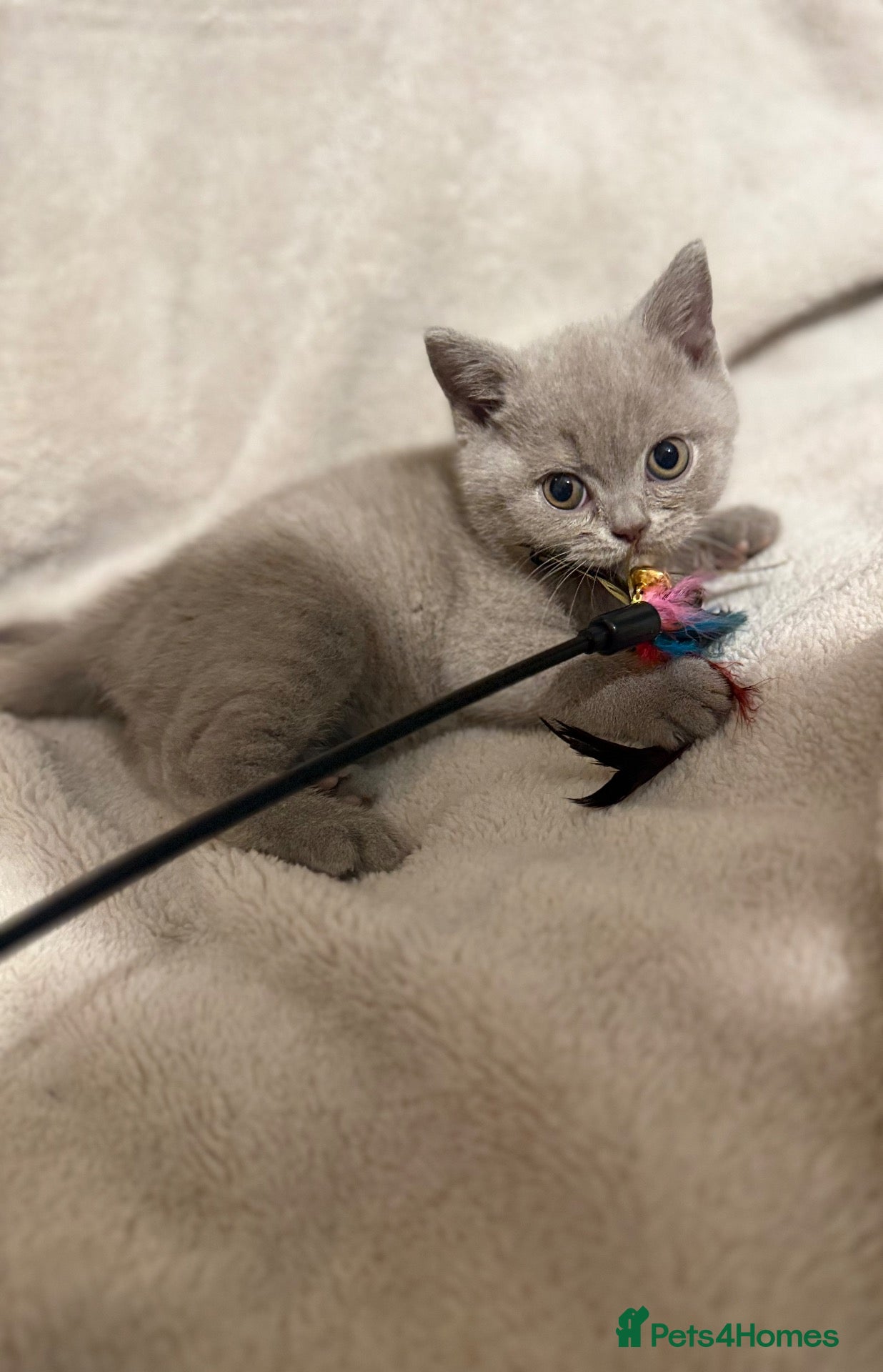 British Shorthair cats Supreme Champion Line British Shorthair Kittens - Advert 2