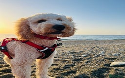 Cockapoo dogs for stud: Chaco - f1b cockapoo for stud - Image 8