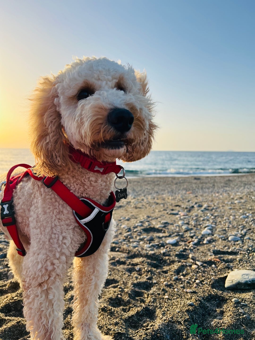 Cockapoo dogs for stud: Chaco - f1b cockapoo for stud - Image 8