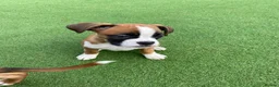 Boxer dogs for sale: Boxer puppies  - Advert 1