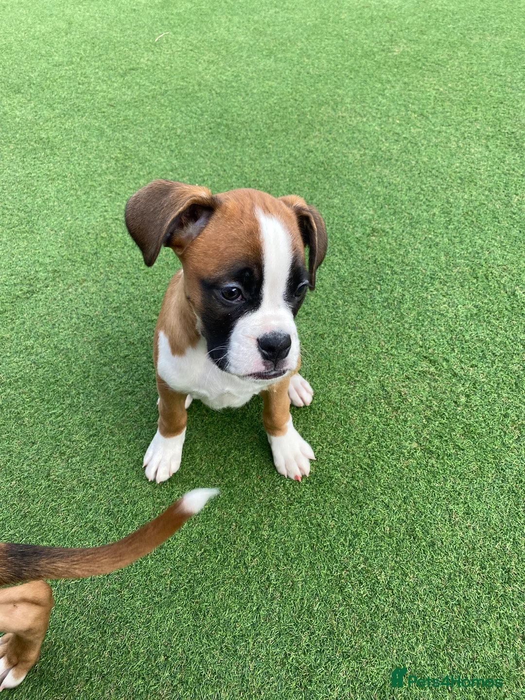 Boxer dogs for sale: Boxer puppies  - Advert 1