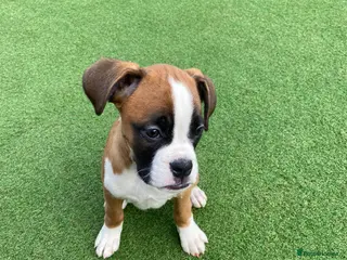 Boxer dogs Boxer puppies - Advert 2