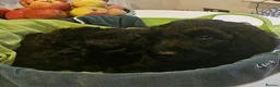 Sproodle dogs for sale: Stunning Sproodles puppys for sale - Advert 6