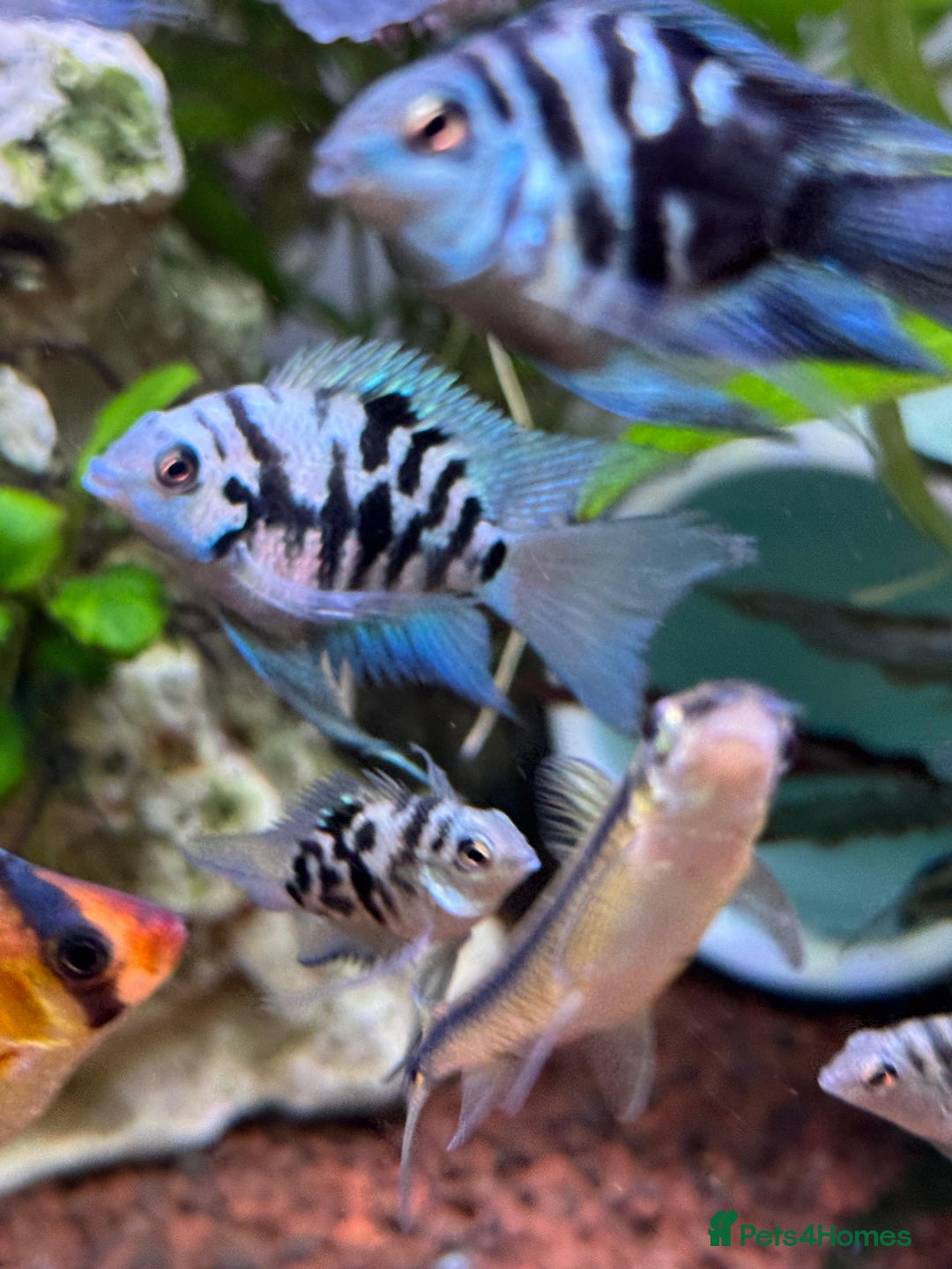 Cichlids fish for sale: Polar Blue Cichlids – Including Rare Long-Fin - Advert 6