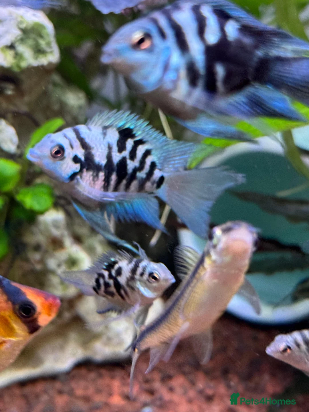 Cichlids fish for sale: Tropical Fish Blue Cichlids – Including Long-Fin - Advert 6