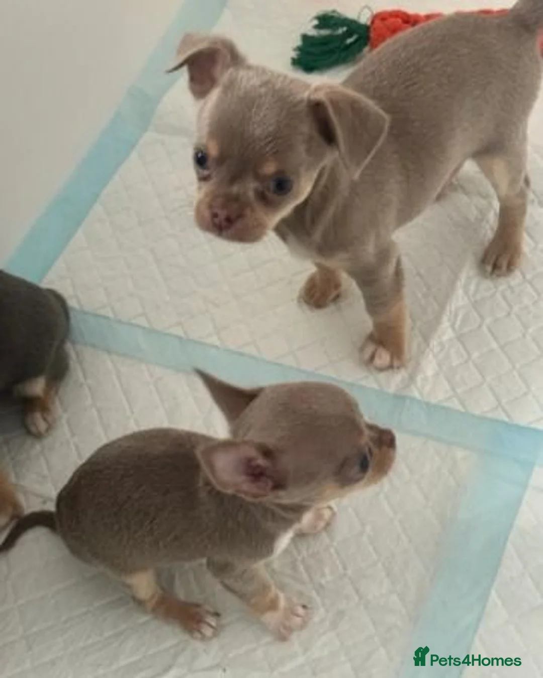 Chihuahua dogs for sale: Beautiful Chihuahua Puppies – 2 Males & 2 Females  in Broadstairs - Advert 1