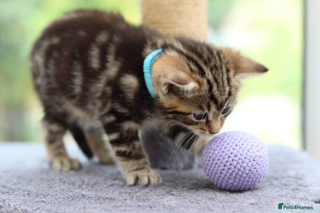 Mixed Breed cats for sale: Adorable Kittens Ready SOON - Image 13