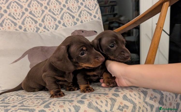 Miniature Dachshund dogs - Advert 15