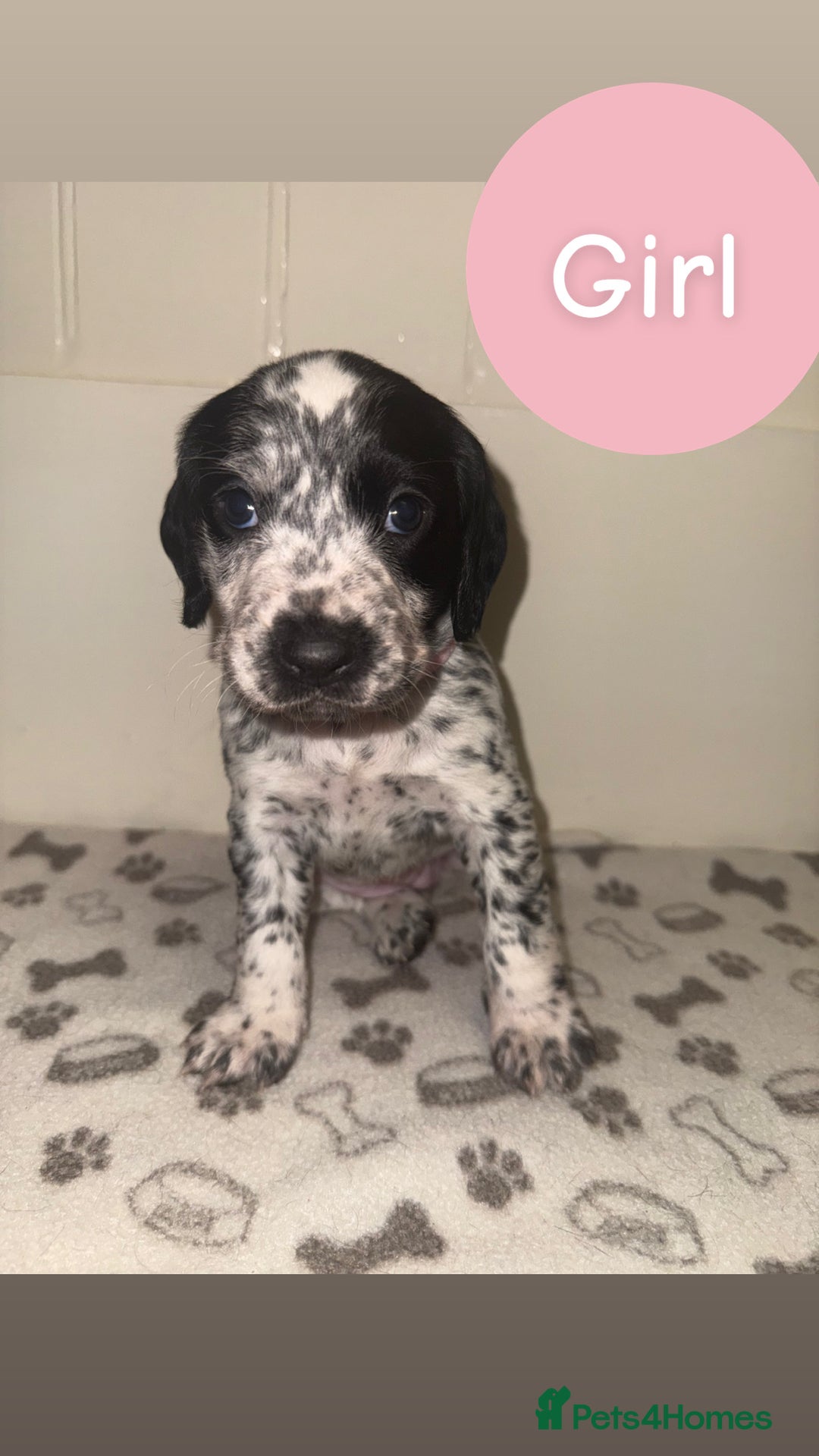 Mixed Breed dogs for sale: Dalmatian X Cocker spaniel - Advert 14