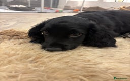 Cocker Spaniel dogs for sale: KC registered cocker spaniels - Image 11